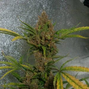 Green Lady Auto Fem