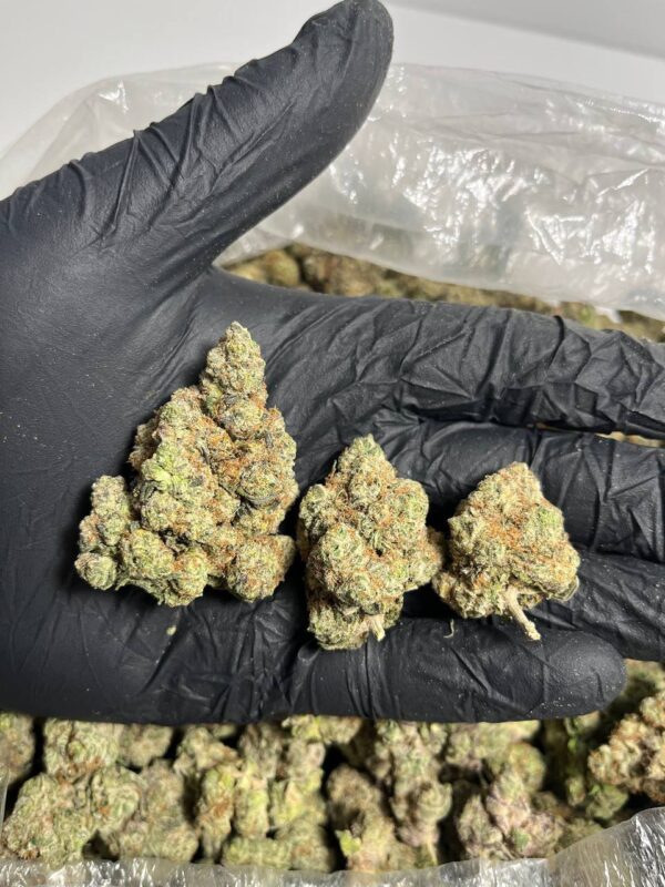 Berry Kosher | THC ≈ 19%-21%