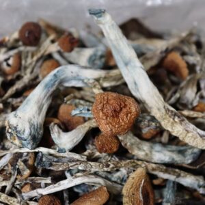 Albino Penis Envy mushies