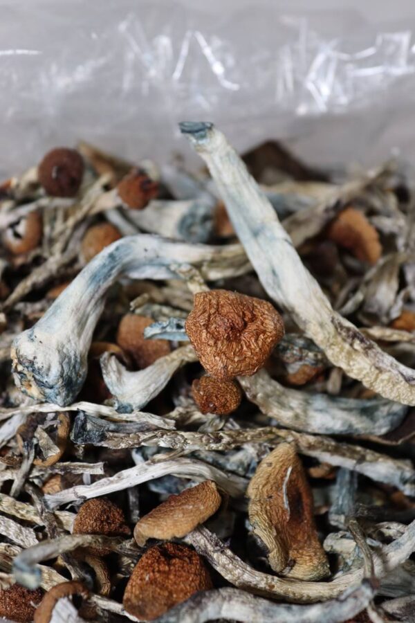 Albino Penis Envy mushies