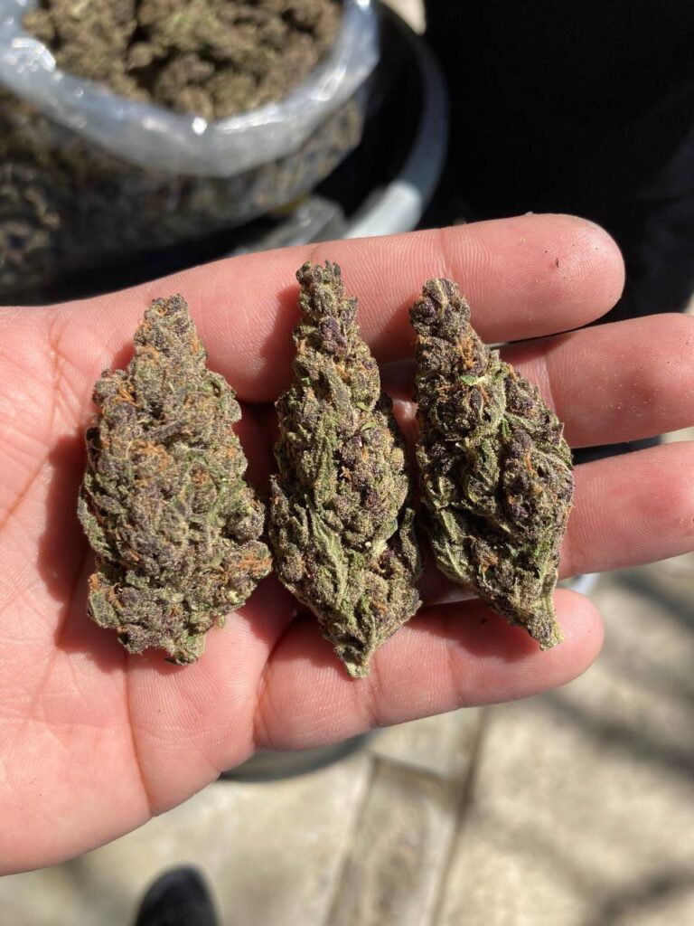 local cannabis delivery services near me