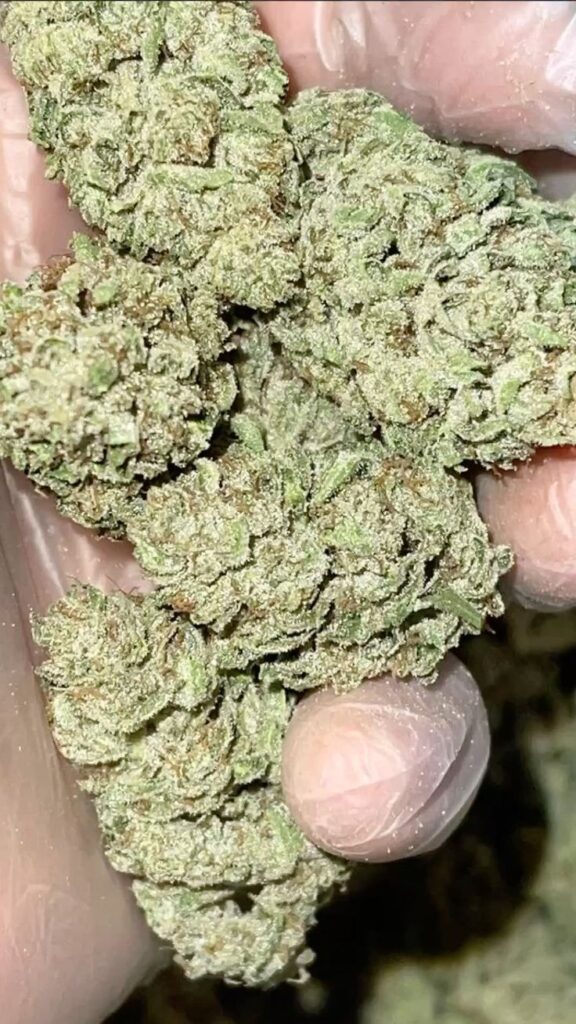 best organic CBD oil for anxiety relief in 2026